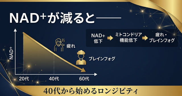 40代から始めるロンジェビティ NAD+が減ると疲れ・ブレインフォグが加速するメカニズム
