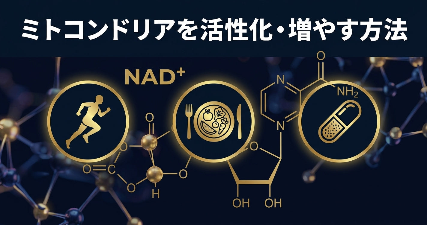 ミトコンドリアを活性化・増やす方法の図解インフォグラフィック