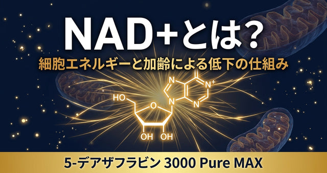 NAD+とは？細胞のエネルギーを支える補酵素と、加齢による低下の仕組みをわかりやすく解説